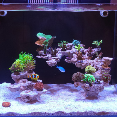 BullsReef