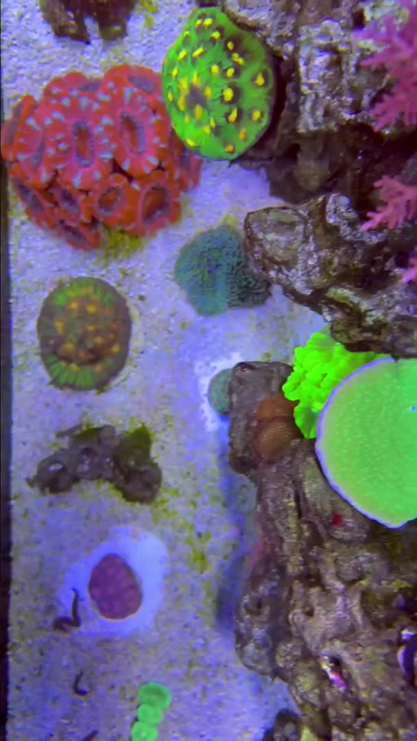 Top down view. | ReefBay