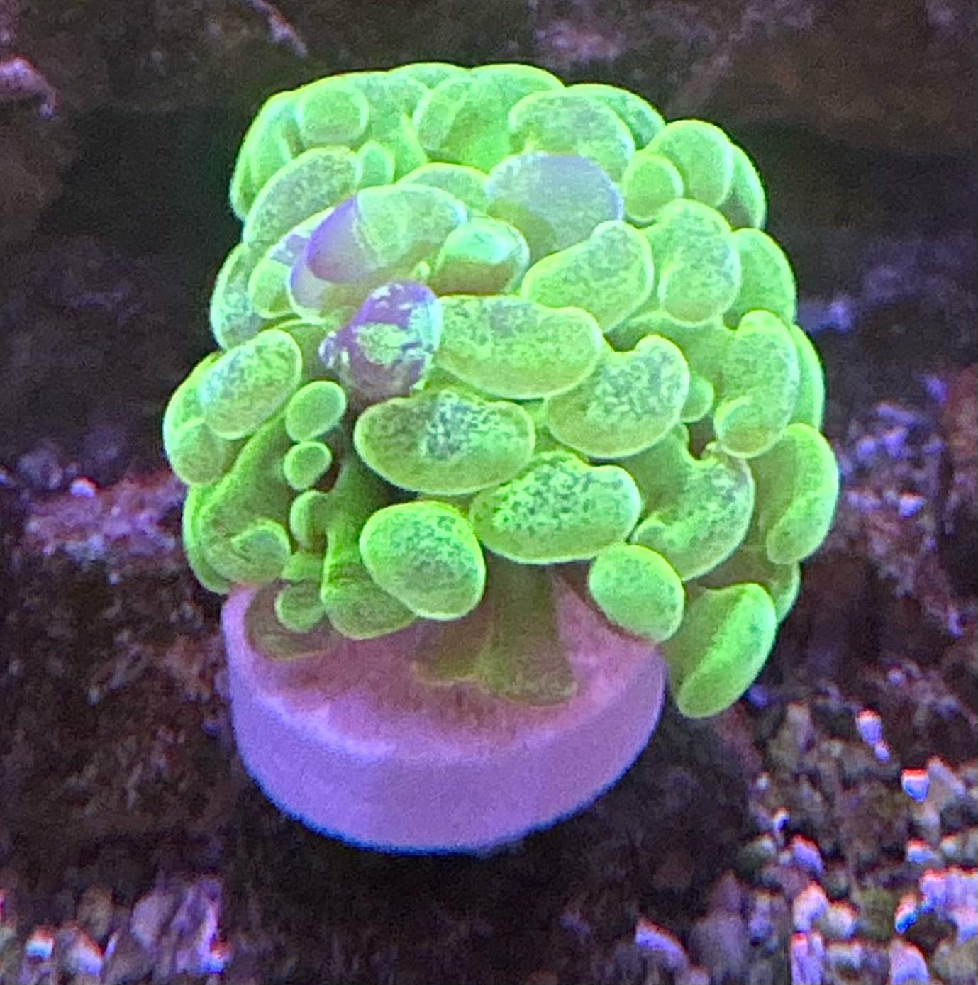 Would anyone have the shop name for this hammer? Google says it’s bubble coral and wont ta...
