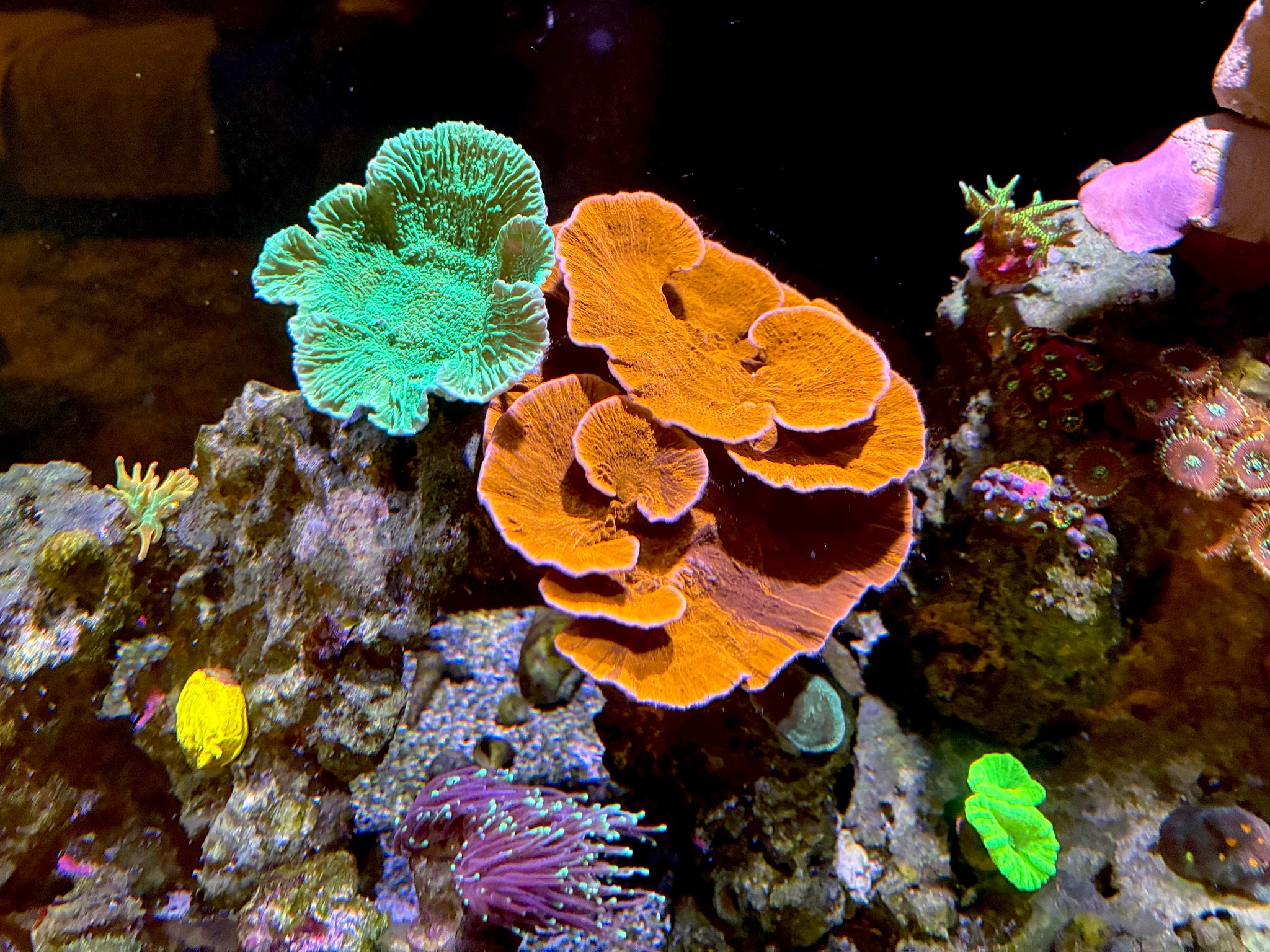 Montipora coral and zoanthids filling out in reef tank - Montipora coral, Zoanthids
