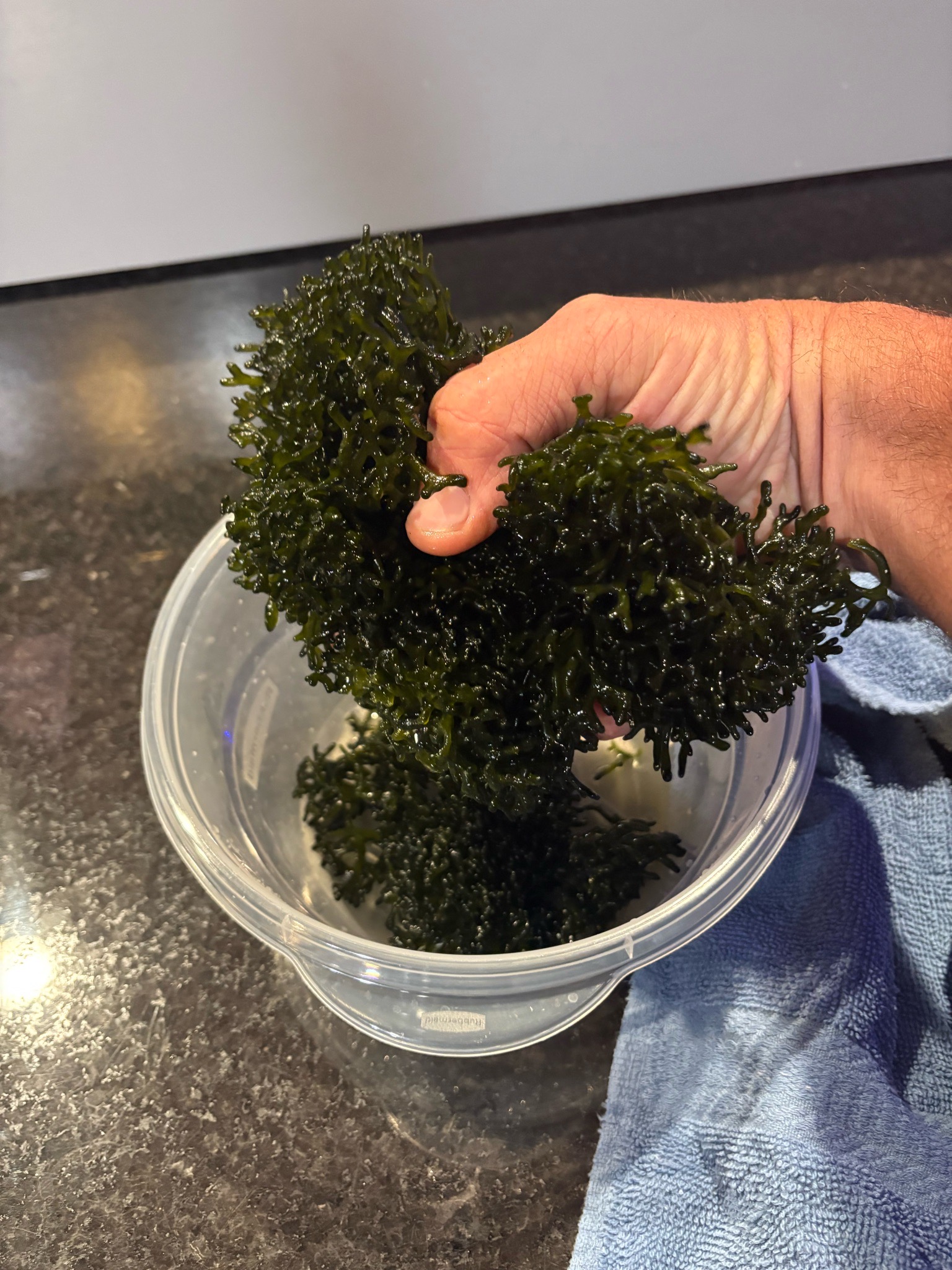 Trimmed codium algae harvest from reef aquarium display - codium