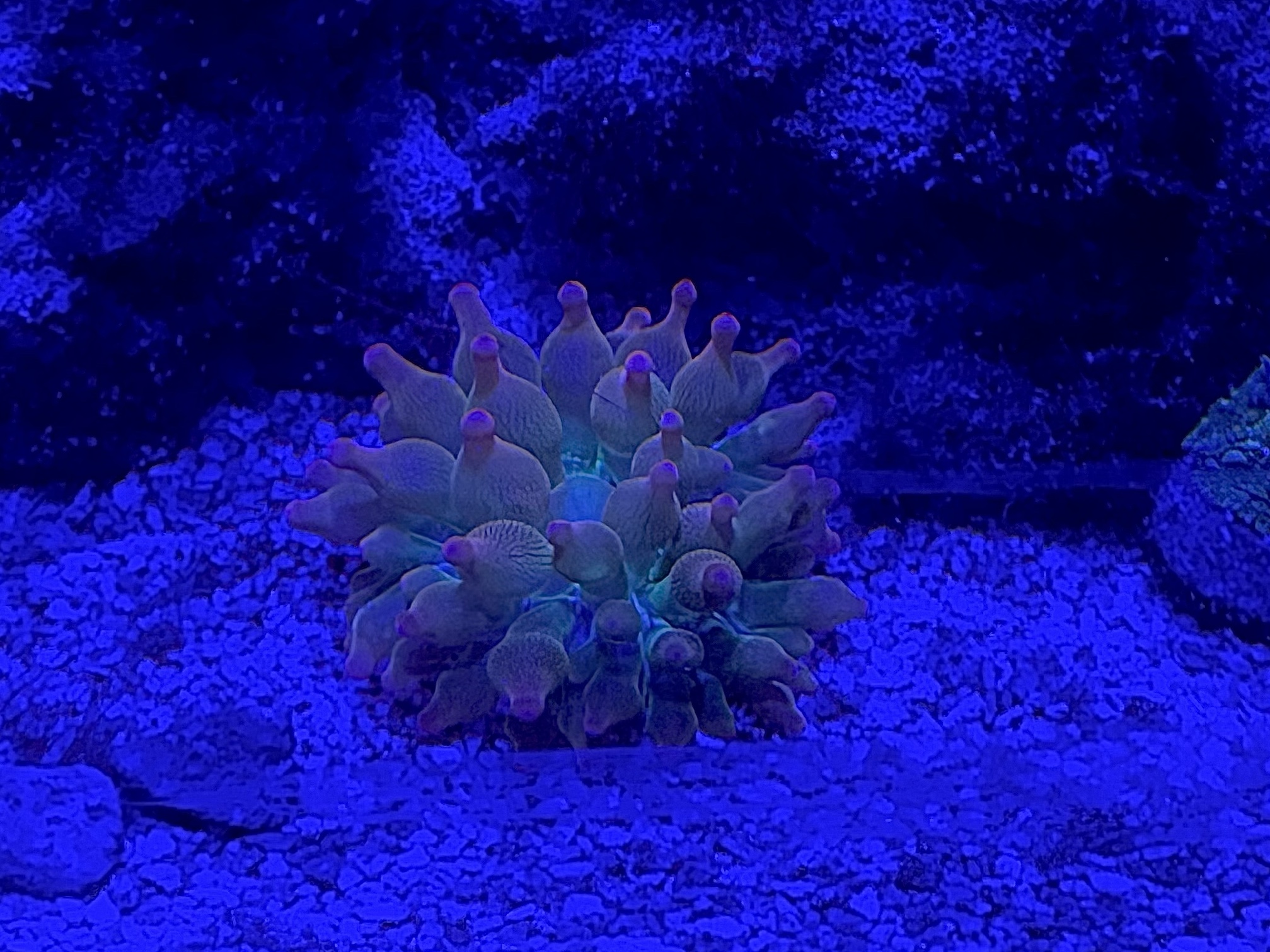 Tank Image