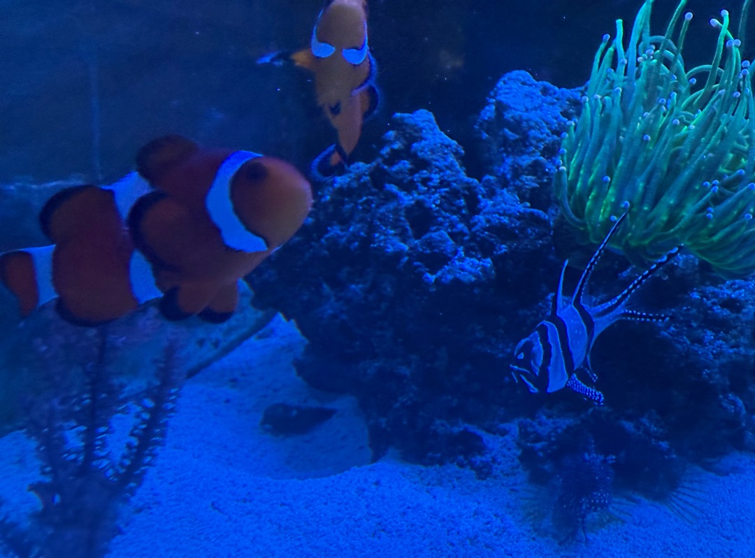 Tank Image
