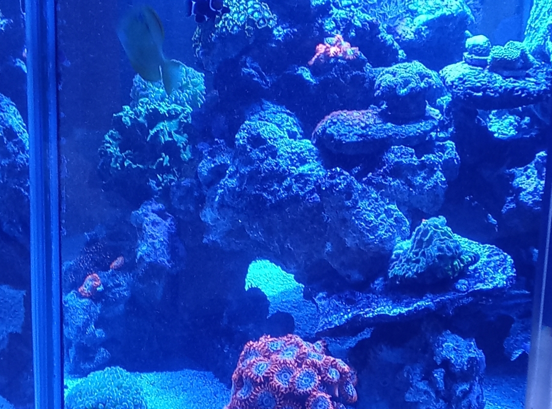 Tank Image