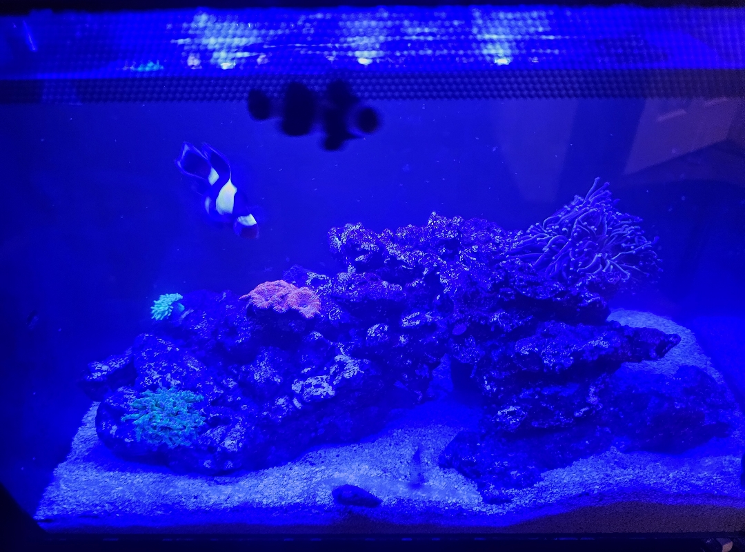 Tank Image
