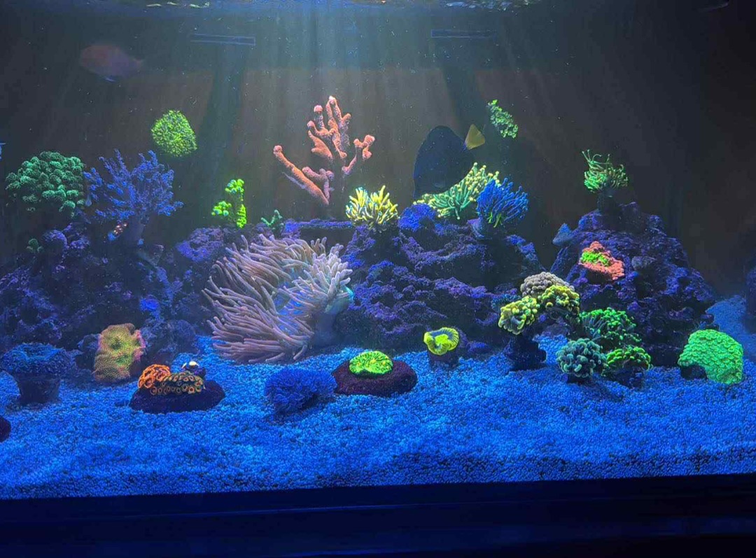 Tank Image