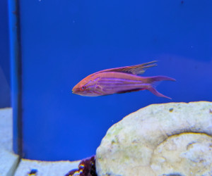 Filamented Flasher Wrasse