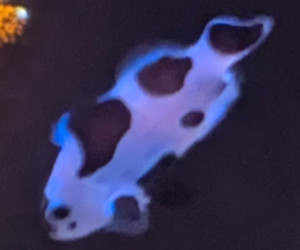 Extreme Frostbite Clownfish