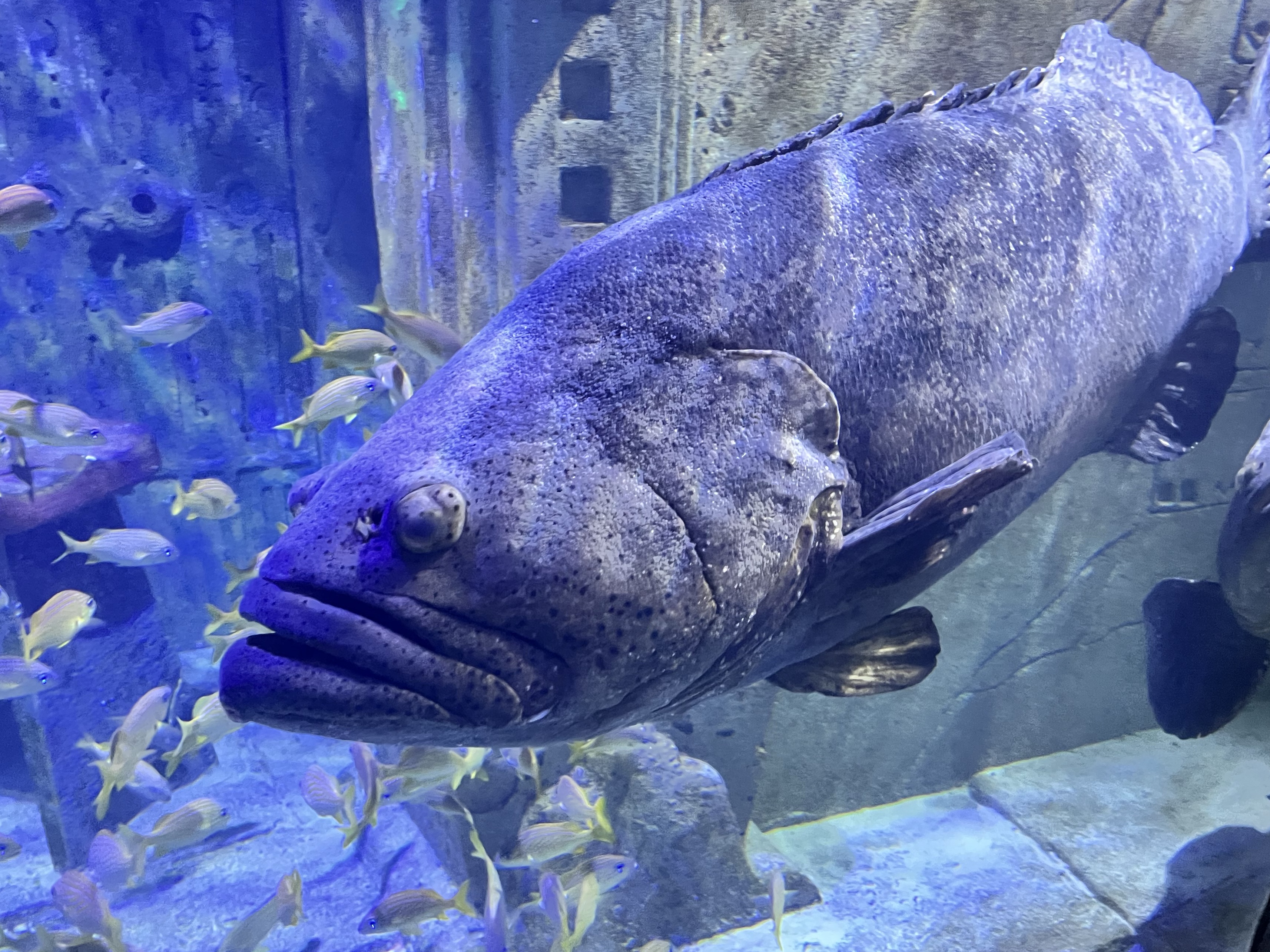 Tank Image