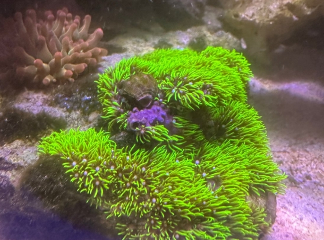Tank Image