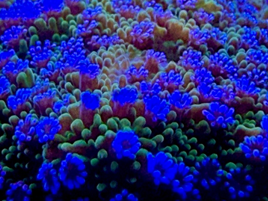 Tank Image