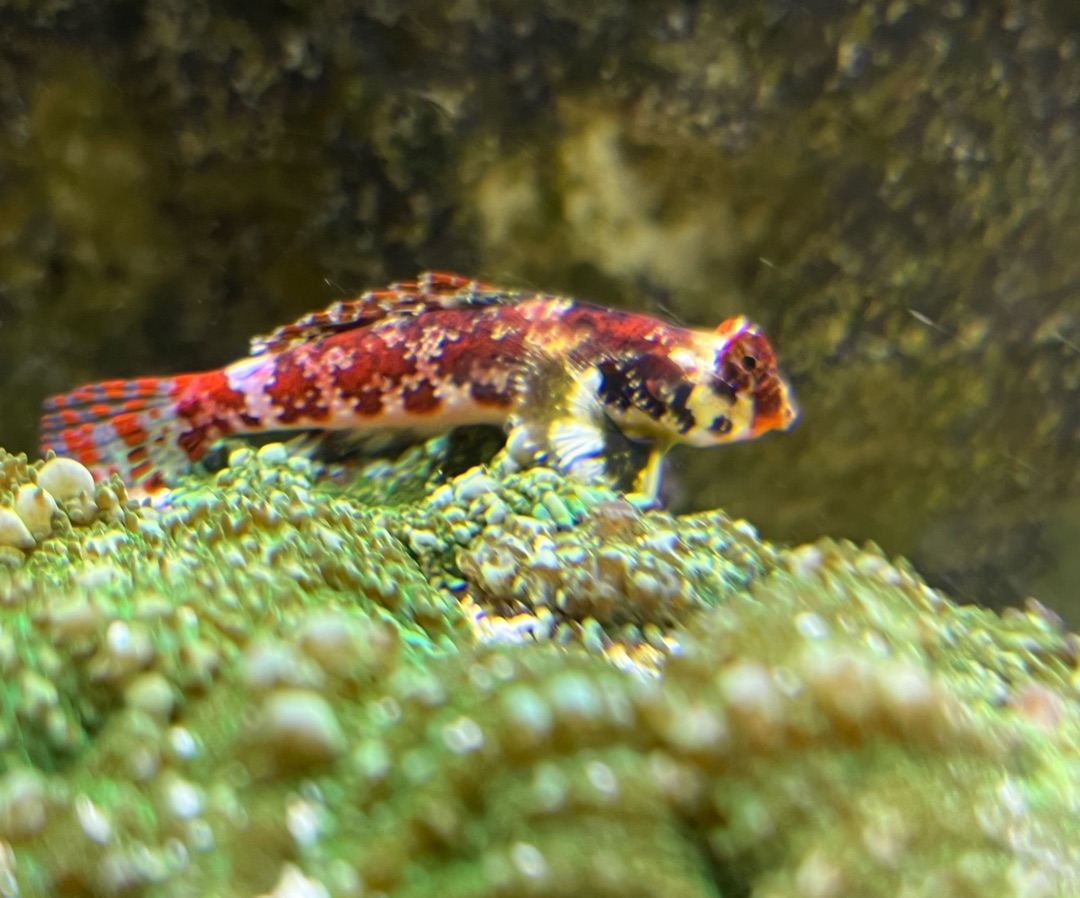 Ruby Red Dragonet