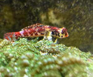 Ruby Red Dragonet