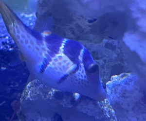 Fish Library Preview