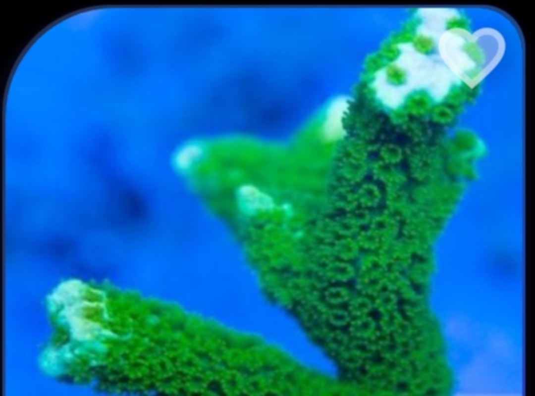 Tank Image
