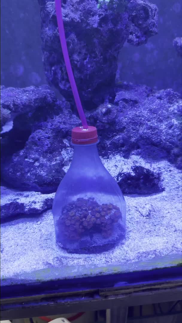 You can feed your Sun Coral this way. This prevents your fish from getting to the food.