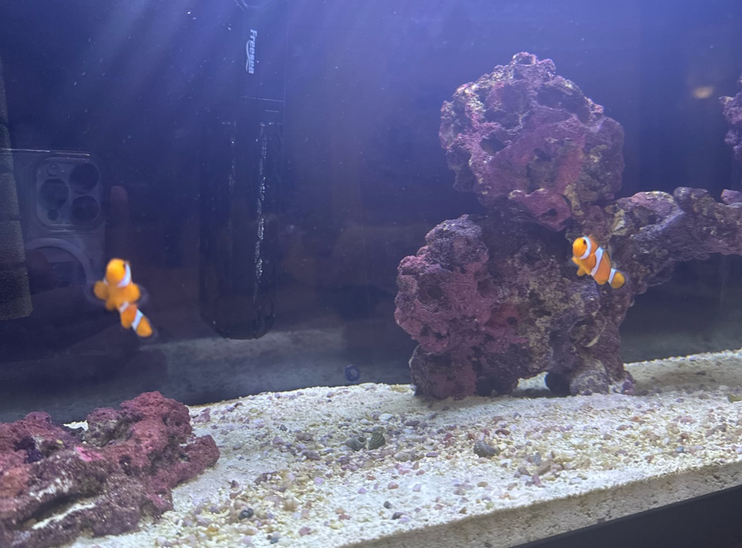 Tank Image