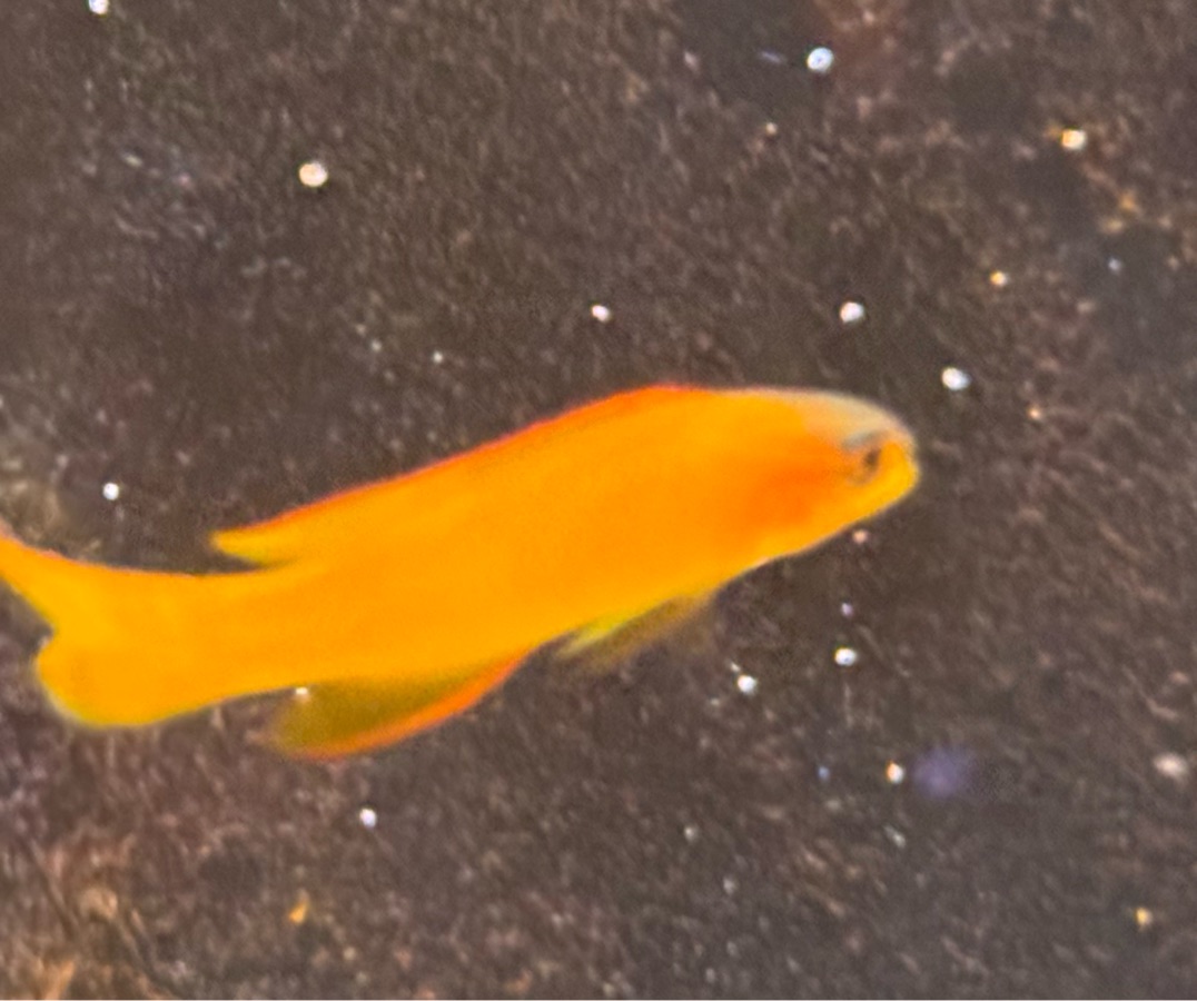 Yellow Assessor Basslet