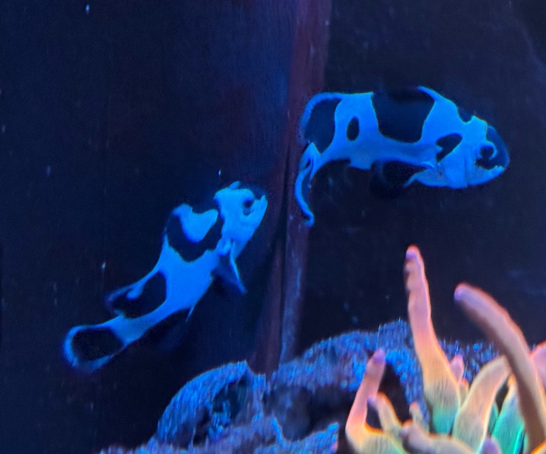 Black Storm Clownfish