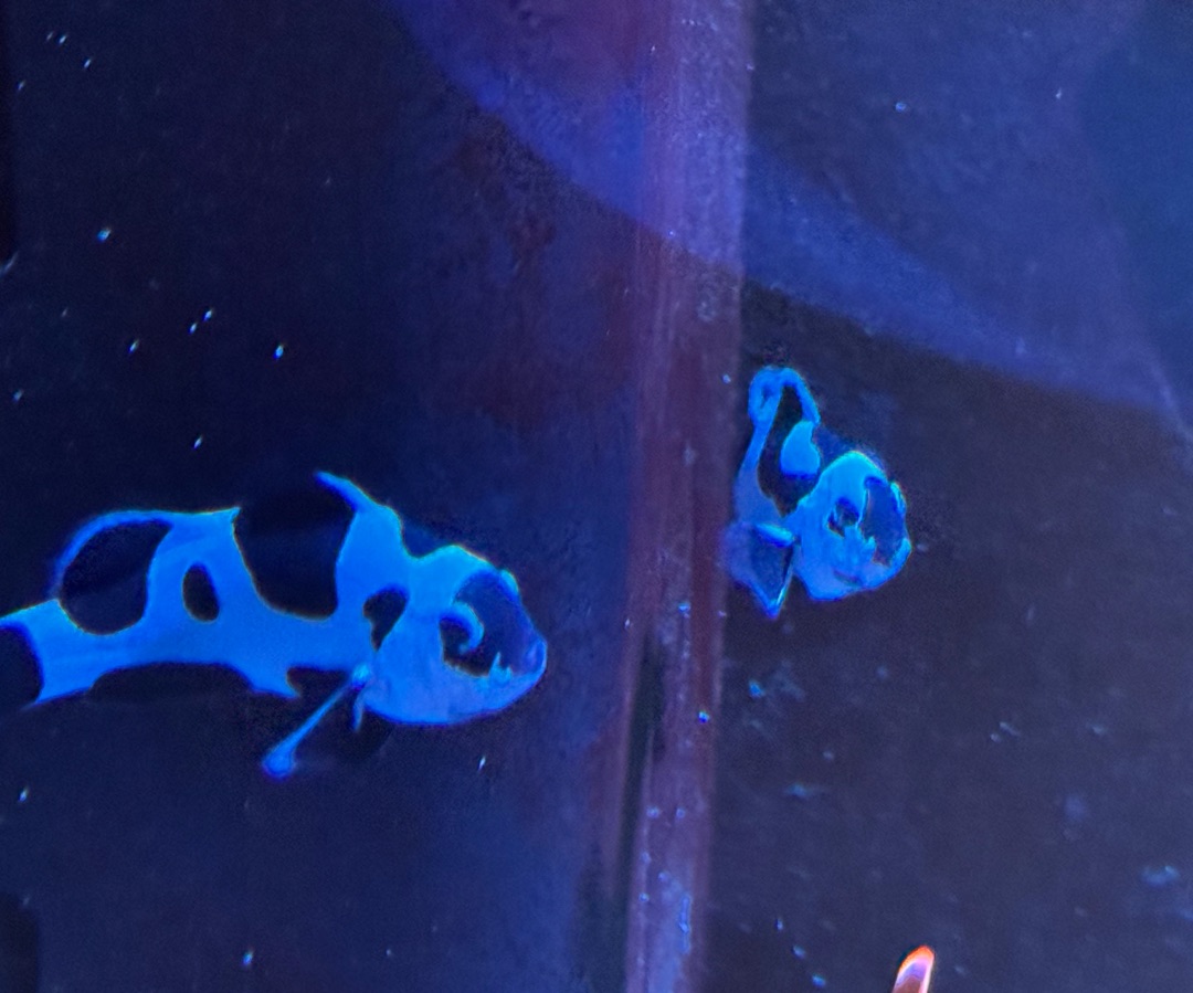 Black Storm Clownfish