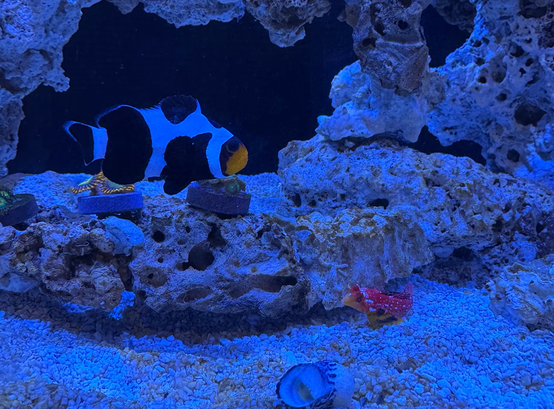 Tank Image