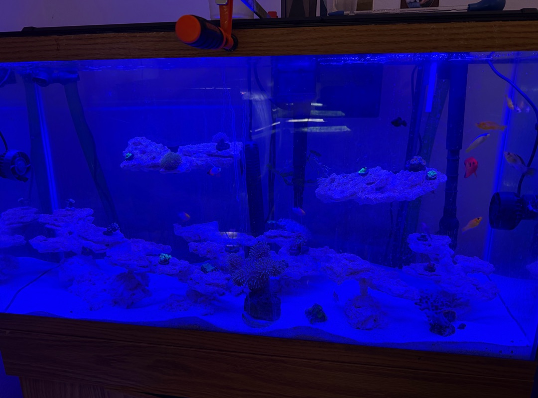 Tank Image