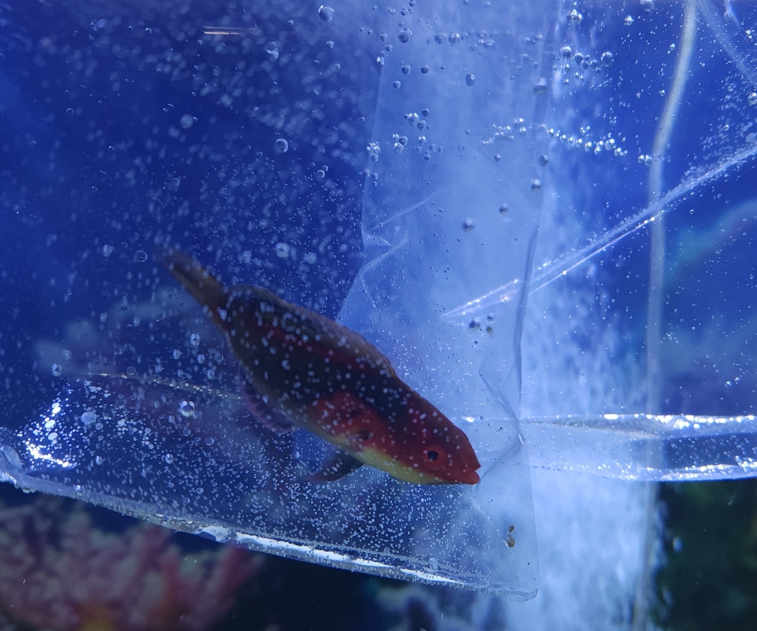 Exquisite Fairy Wrasse