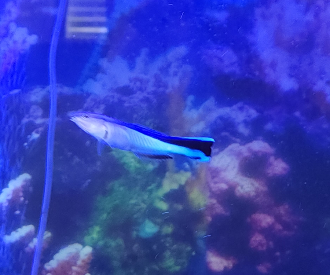 Bluestreak Cleaner Wrasse