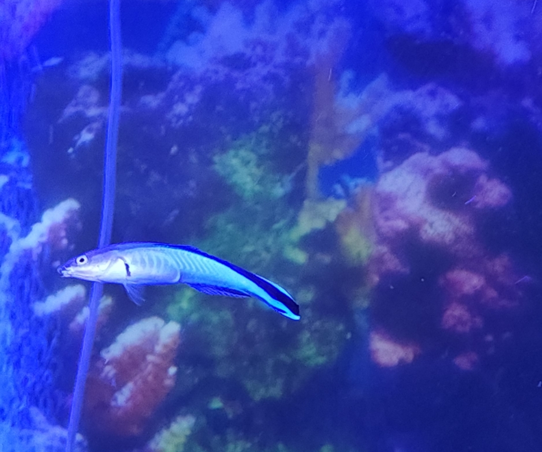 Bluestreak Cleaner Wrasse