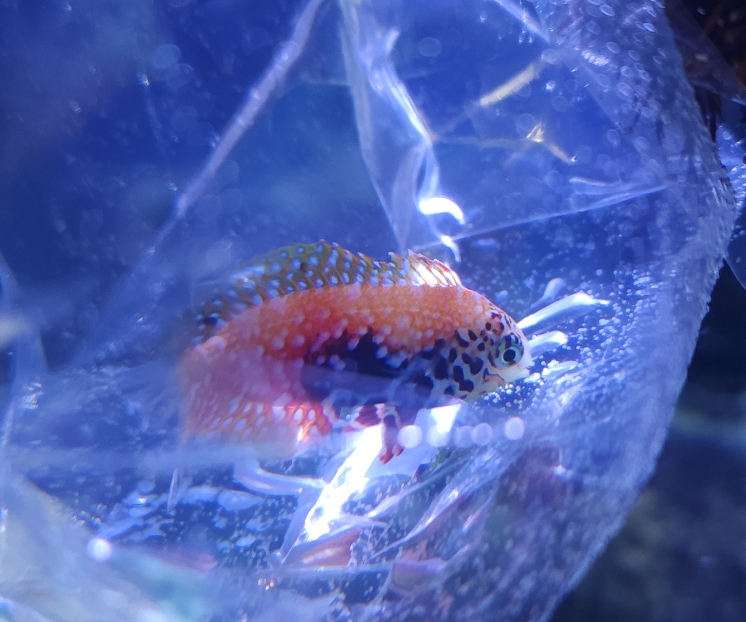 Peacock Leopard Wrasse