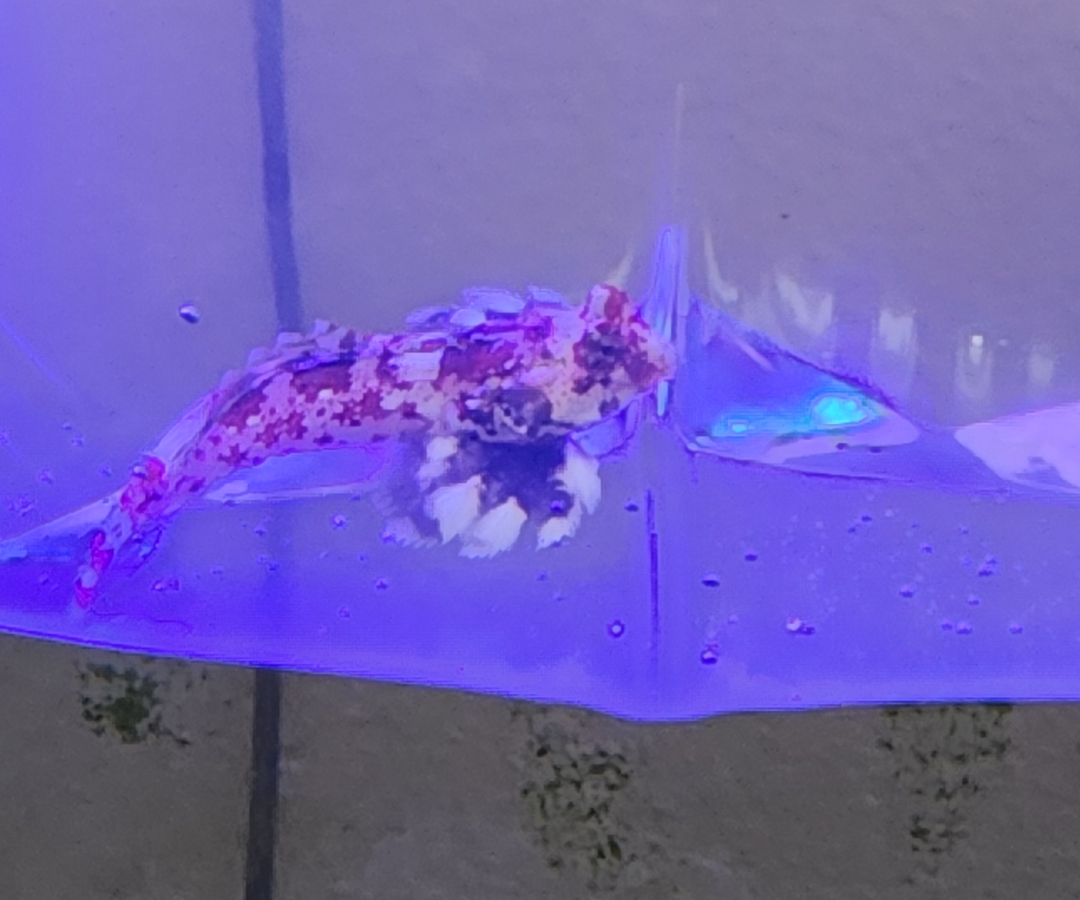 Red Marbled Dragonet