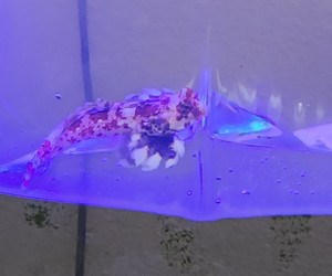 Red Scooter Dragonet