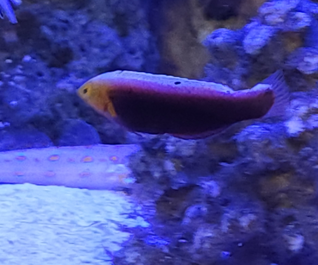 Radiant Wrasse