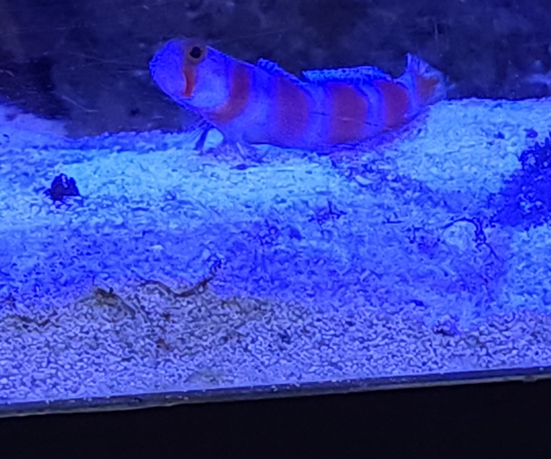 Pinkbar Goby