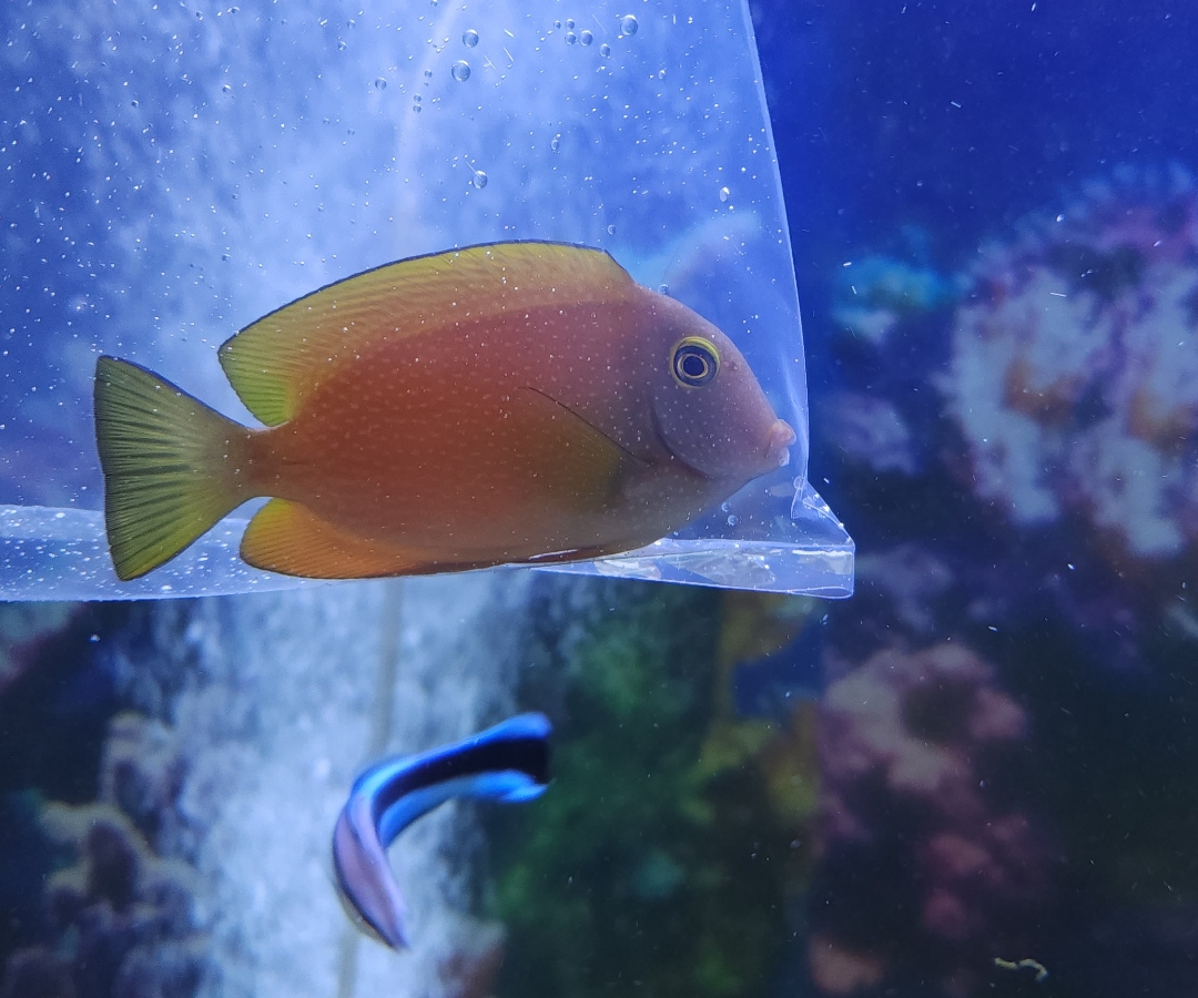 Kole Yellow Eye Tang