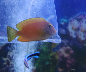 Kole Yellow Eye Tang
