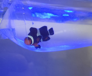 Black Ocellaris Clownfish