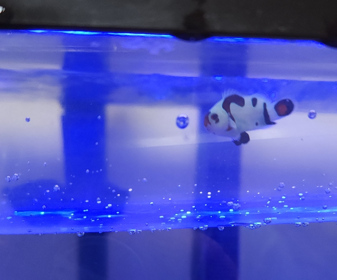 Mocha Storm Clownfish