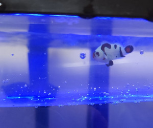 Mocha Storm Clownfish