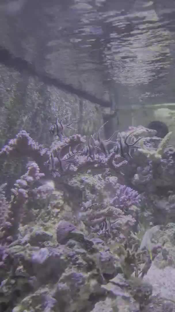 Acropora Muricata is growing in well and the Banggai's are loving it!
