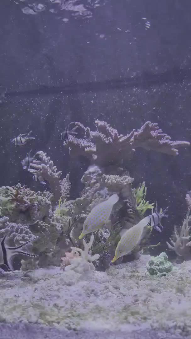 My own little of reef