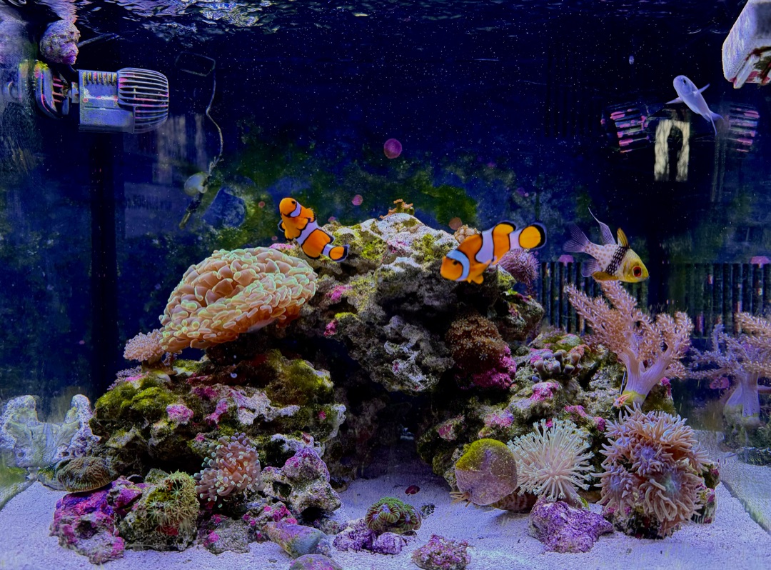 Tank Image