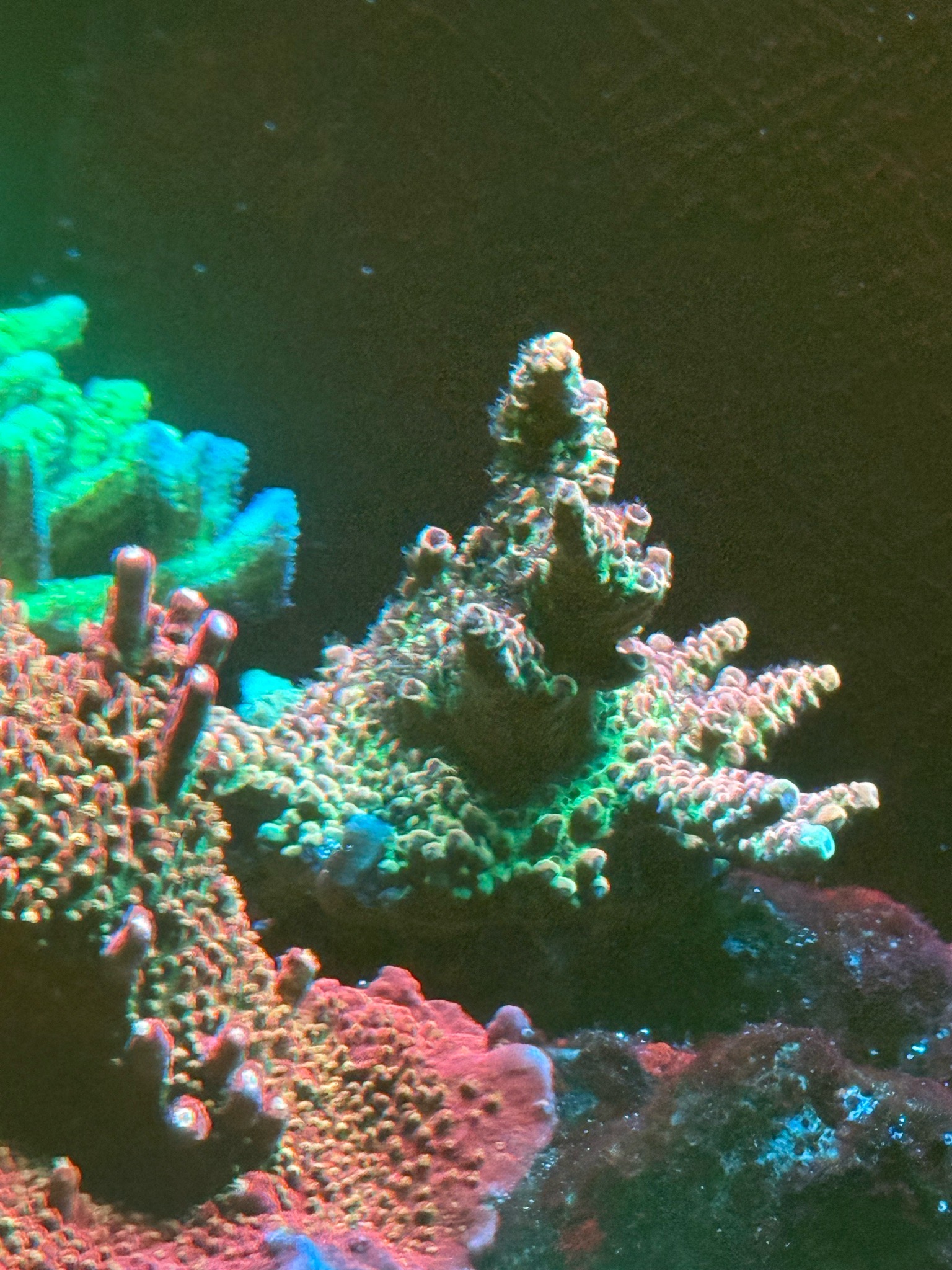 Can someone help me identify the exact name of these species?