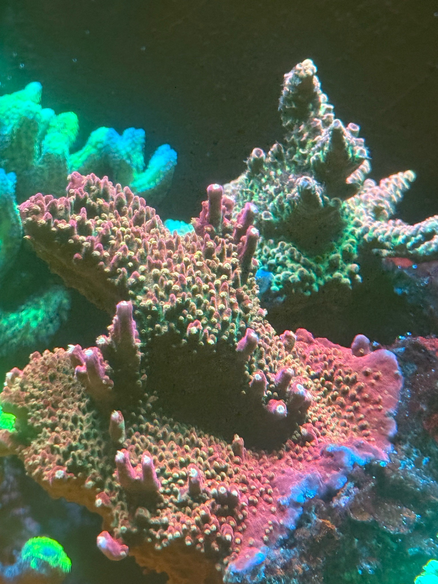 Can someone help me identify the exact name of these species? (photo 2)