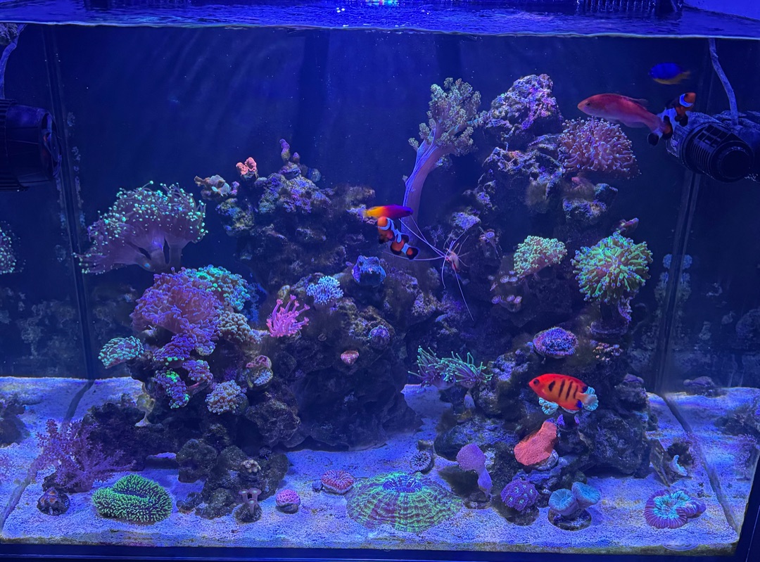Tank Image