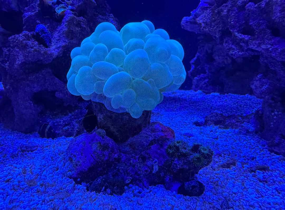 Tank Image