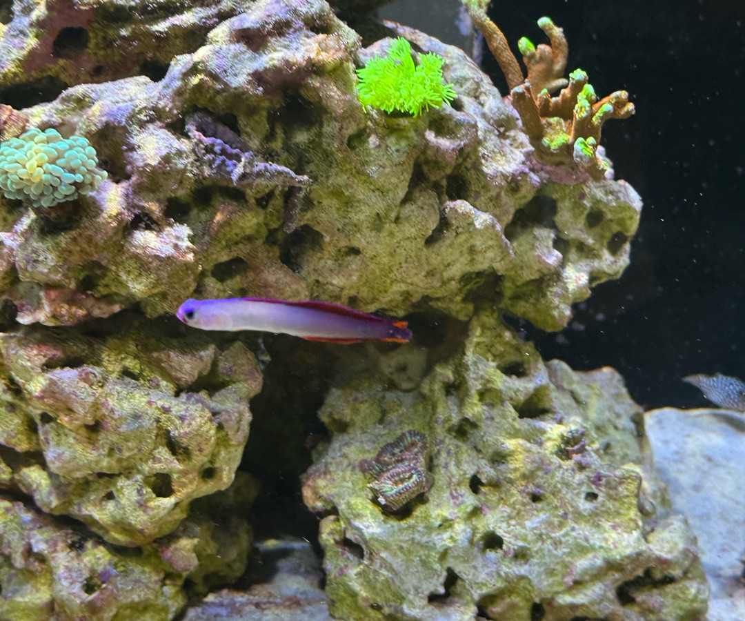 Purple Firefish