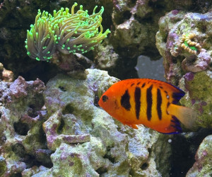 Fish Library Preview