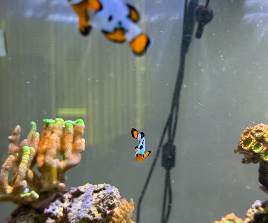Picasso Clownfish