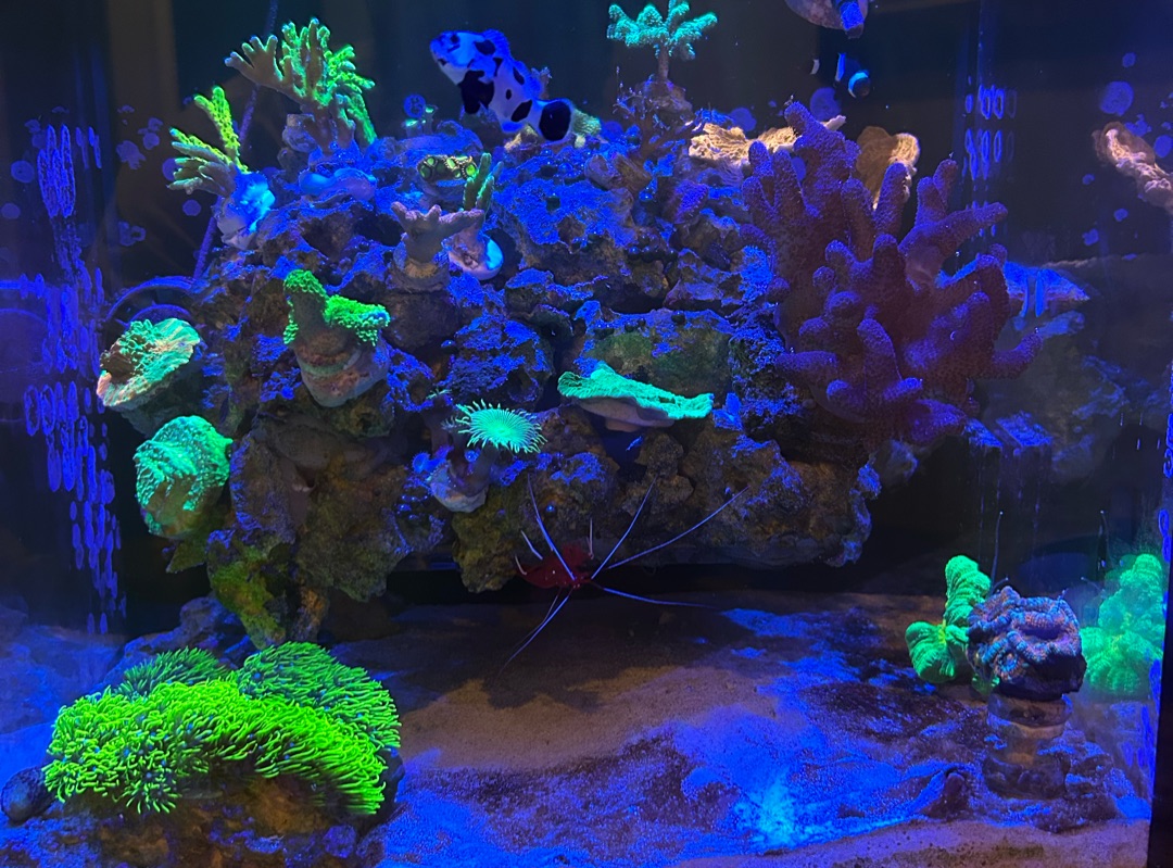 Tank Image